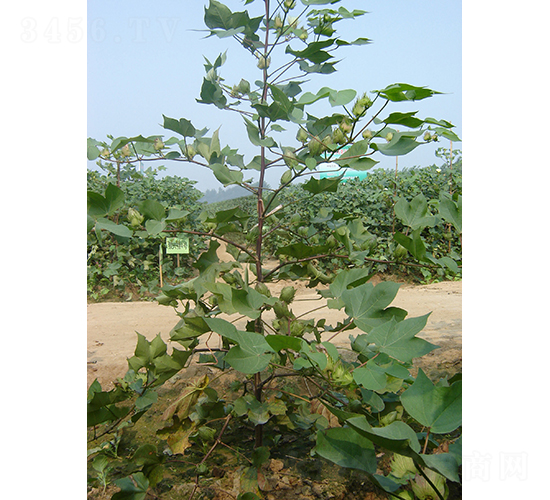 �y�d��4̖-�޻��N��-�y�d�N�I(y��)