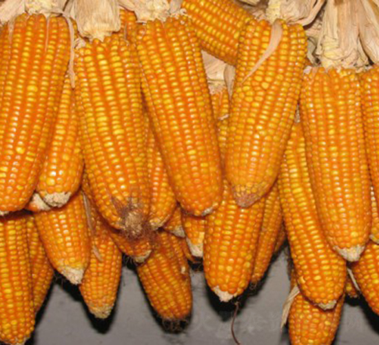 紅單六號(hào)-玉米種子-田豐種業(yè)