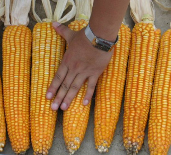 田豐8號-玉米種子-田豐種業(yè)