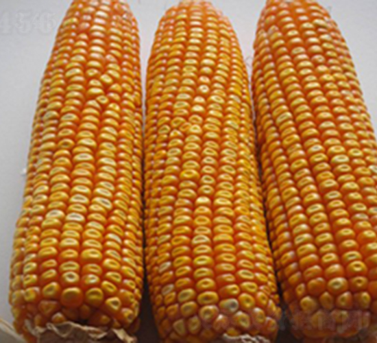 田玉9號-玉米種子-田豐種業(yè)