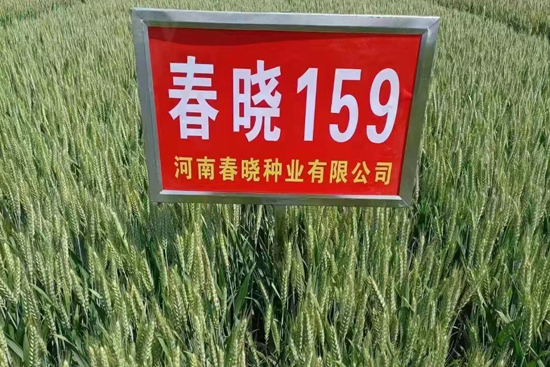 春曉159-小麥種子-春曉種業(yè)
