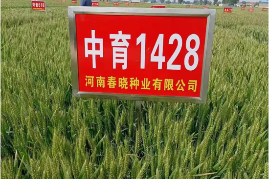 中育1428-小麥種子-春曉種業(yè)
