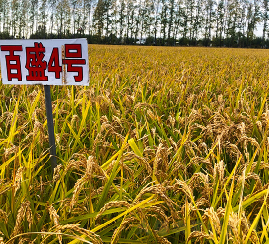 ��ʢ4̖-ˮ���N��-���ϷN�I(y��)