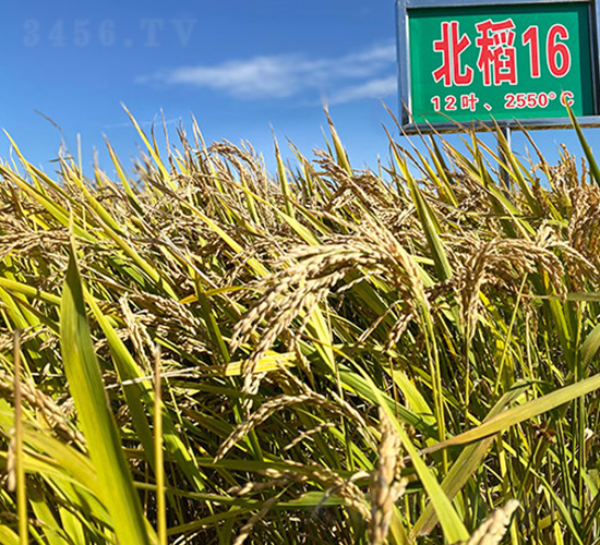 北稻16號-水稻種子-喬氏種業(yè)