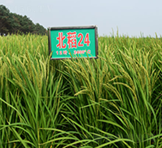 ����24̖(h��o)-ˮ���N��-���ϷN�I(y��)