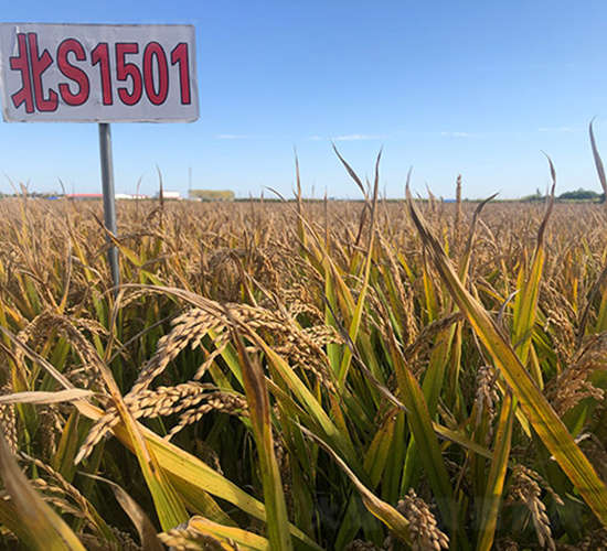 ��S1501-ˮ���N��-���ϷN�I(y��)