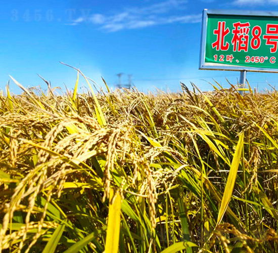 ����8̖(h��o)-ˮ���N��-���ϷN�I(y��)