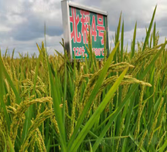 ����4̖(h��o)-ˮ���N��-���ϷN�I(y��)