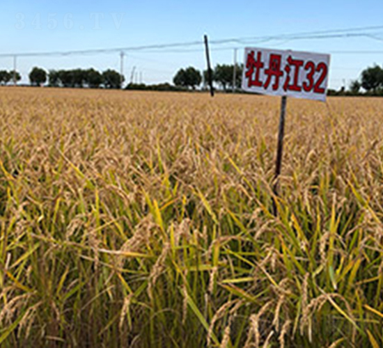 牡丹江32-水稻種子-喬氏種業(yè)