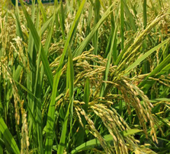 ����7̖-ˮ���N��-���ϷN�I(y��)