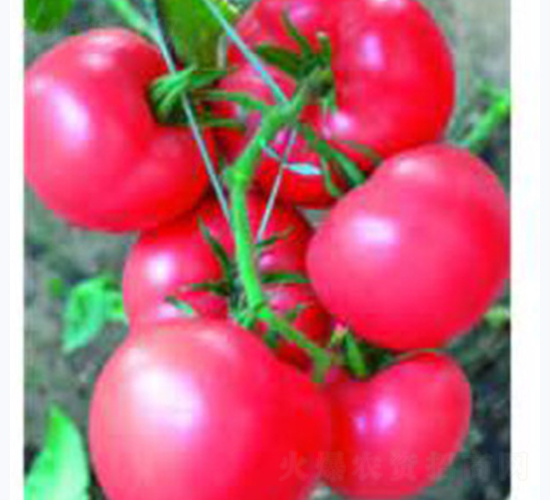 �ɴ�203-���ѷN��-�Ɲ�(r��n)�N�I(y��)