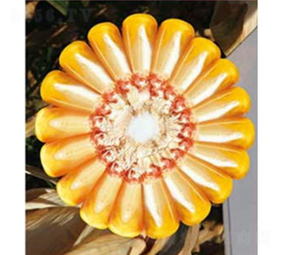 迪美亞Q159-玉米種子-華瑞隆種業(yè)