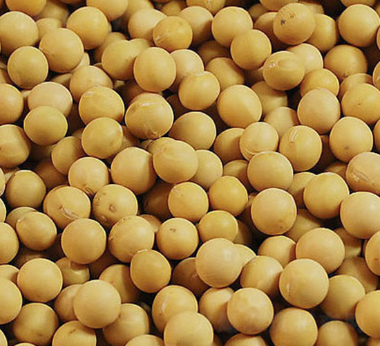 中黃13-大豆種子-三高種業(yè)