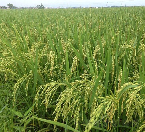 皖稻68-水稻種子-三高種業(yè)