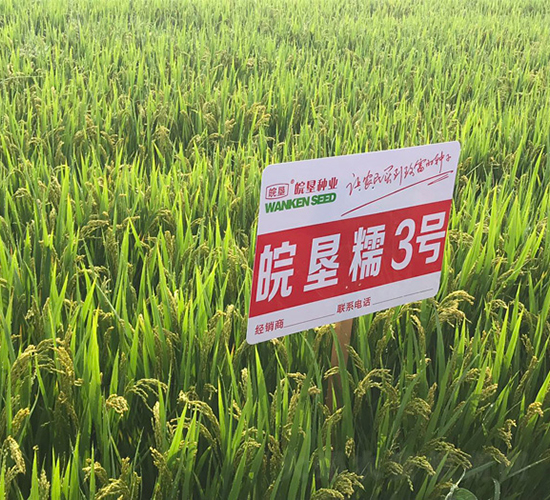 皖墾糯3號-水稻種子-三高種業(yè)