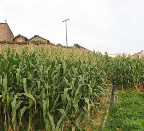 ���r(n��ng)367-���׷N��-���߷N�I(y��)