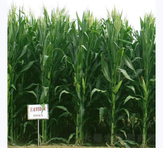 ����958-���׷N��-���߷N�I(y��)