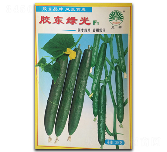 膠東綠光F1-黃瓜種子-鳳凰種業(yè)