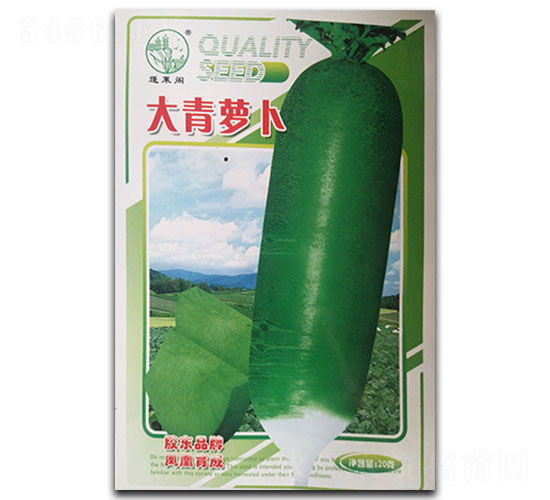 大青蘿卜-蘿卜種子-鳳凰種業(yè)