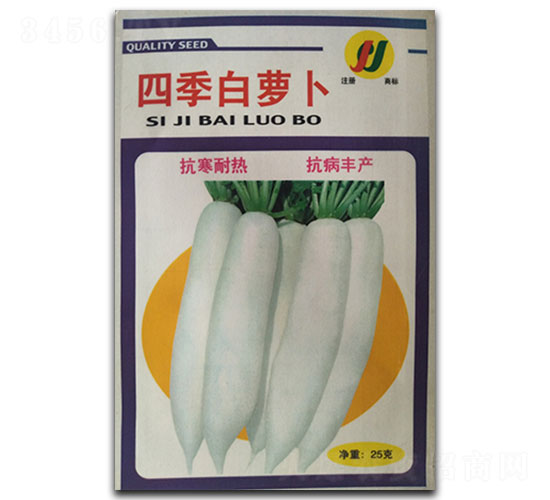 四季白蘿卜-蘿卜種子-鳳凰種業(yè)