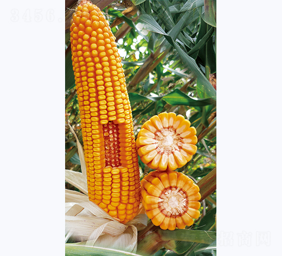 �t��82-���׷N��-�����N�I(y��)