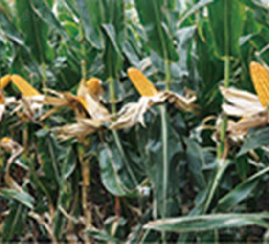 �|��(r��n)188-���׷N��-�����N�I(y��)