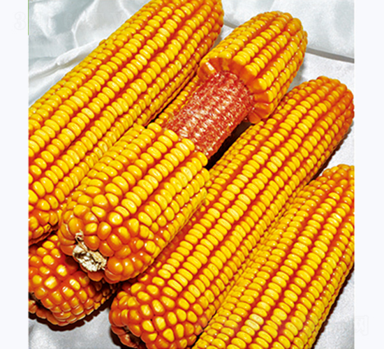 錦潤911-玉米種子-佳欣種業(yè)