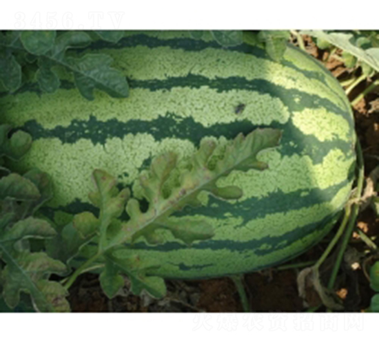 �ؼt9̖-���ϷN��-�ؼt�N�I(y��)