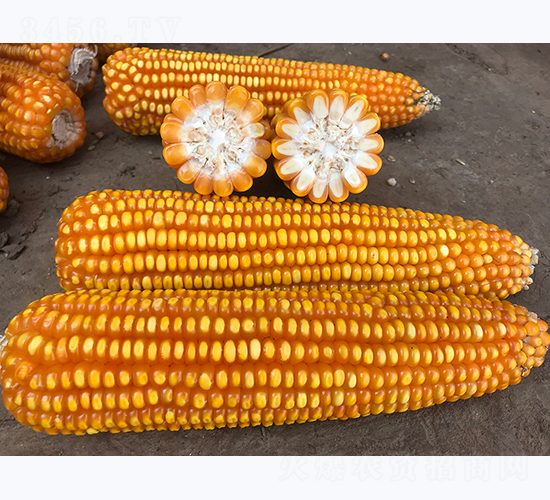 ����10̖-���׷N��-���ɷN�I(y��)