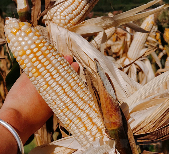 ������2̖-���׷N��-���ɷN�I(y��)