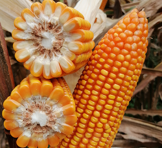 ���S2̖-���׷N��-���ɷN�I(y��)