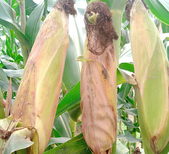 ���S3̖-���׷N��-���ɷN�I(y��)