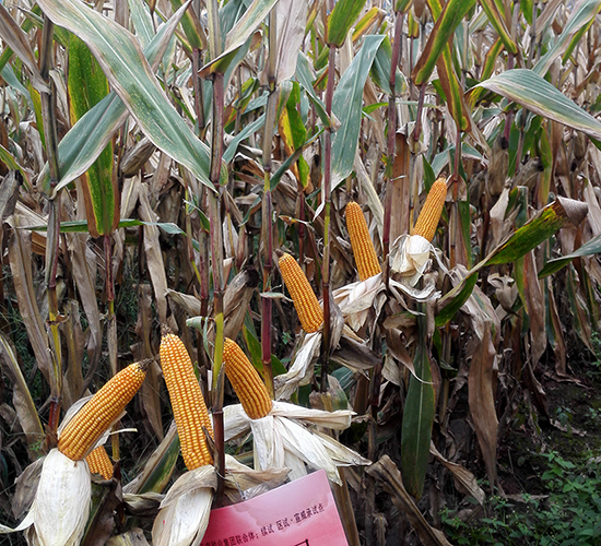 ���S4̖-���׷N��-���ɷN�I(y��)