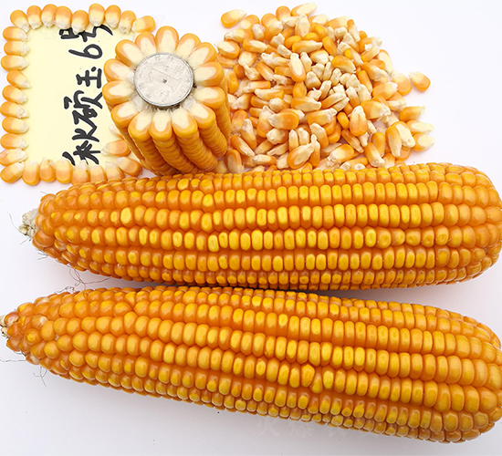 ��T��6̖-���׷N��-���ɷN�I(y��)