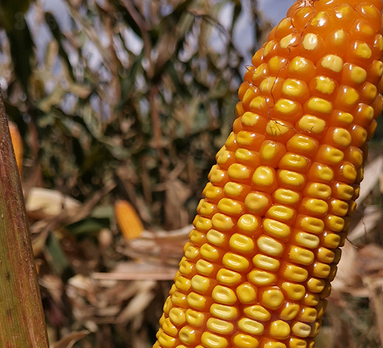 ��T��3̖-���׷N��-���ɷN�I(y��)