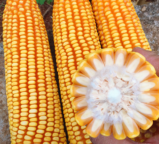 ����7̖-���׷N��-���ɷN�I(y��)