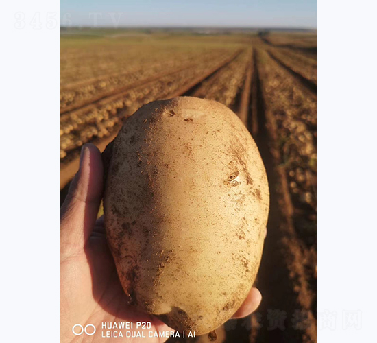 鑫雨一號(hào)-馬鈴薯種子-鑫雨種業(yè)