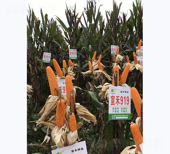 ����919-���׷N��-���S�N�I(y��)