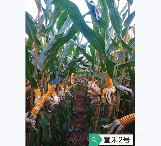 宣禾2號(hào)-玉米種子-宣豐種業(yè)