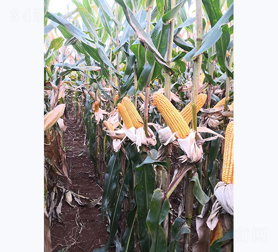 ����8̖(h��o)-���׷N��-���S�N�I(y��)