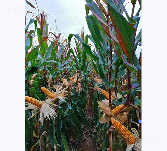 ����6̖-���׷N��-���S�N�I(y��)