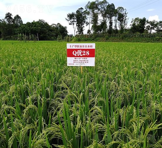 Q��(y��u)28-�߮a(ch��n)���뵾-��һ�N�I(y��)