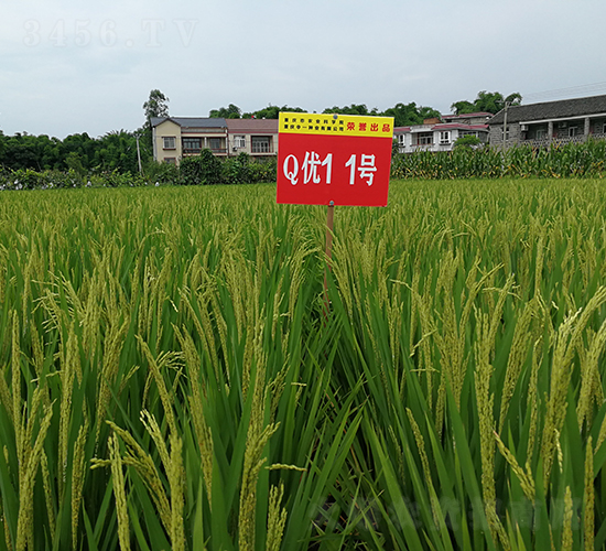 Q��(y��u)11̖-���A�����㵾-��һ�N�I(y��)