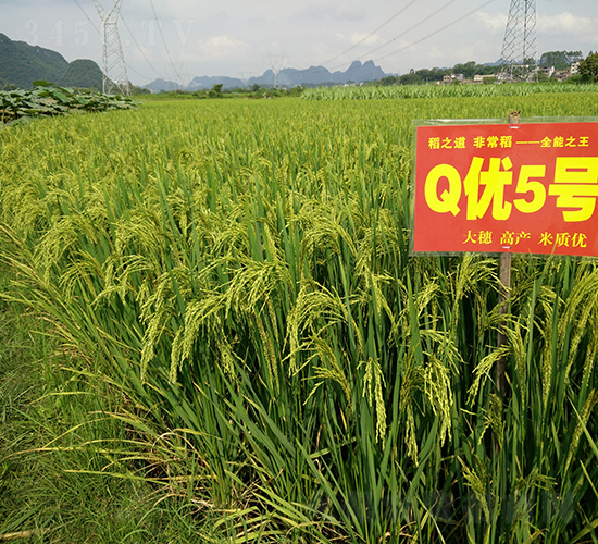 Q��(y��u)5̖-ȫ�ܵ�-��һ�N�I(y��)