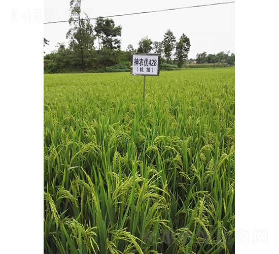 ���r(n��ng)��(y��u)428-ˮ���N��-��һ�N�I(y��)