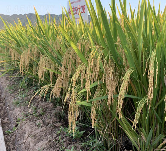 ���r(n��ng)��(y��u)422-ֱ����(y��u)�x��-��һ�N�I(y��)