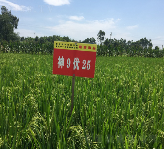 ��9��(y��u)25-���샞(y��u)�|��-��һ�N�I(y��)