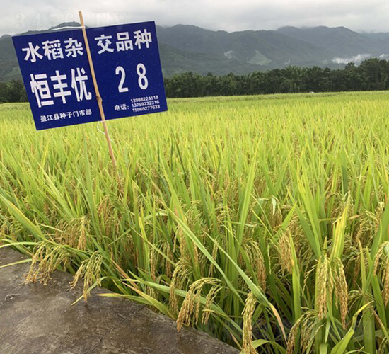 ���S��(y��u)28-�������㵾-��һ�N�I(y��)