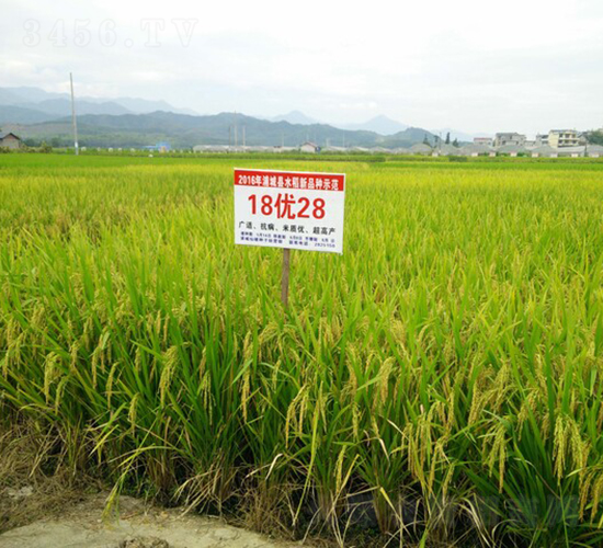 18��(y��u)28-���A���뵾-��һ�N�I(y��)