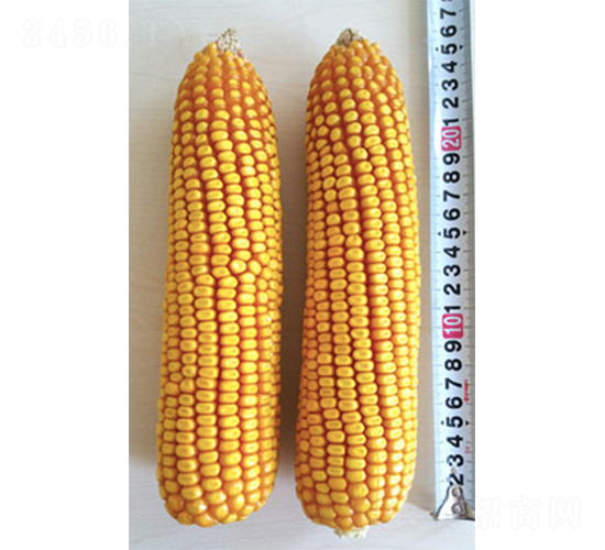 �Ǻ�8054-���׷N��-�Ǻ��N�I(y��)